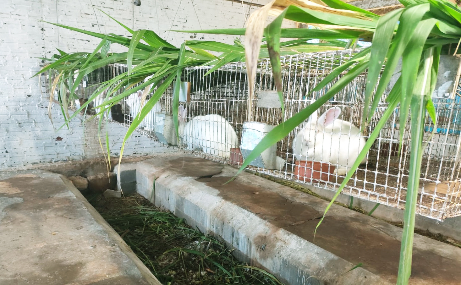 Capa Pesquisa da UFSM e IFFar define parâmetros científicos para o uso de dejetos de coelhos como fertilizante sustentável