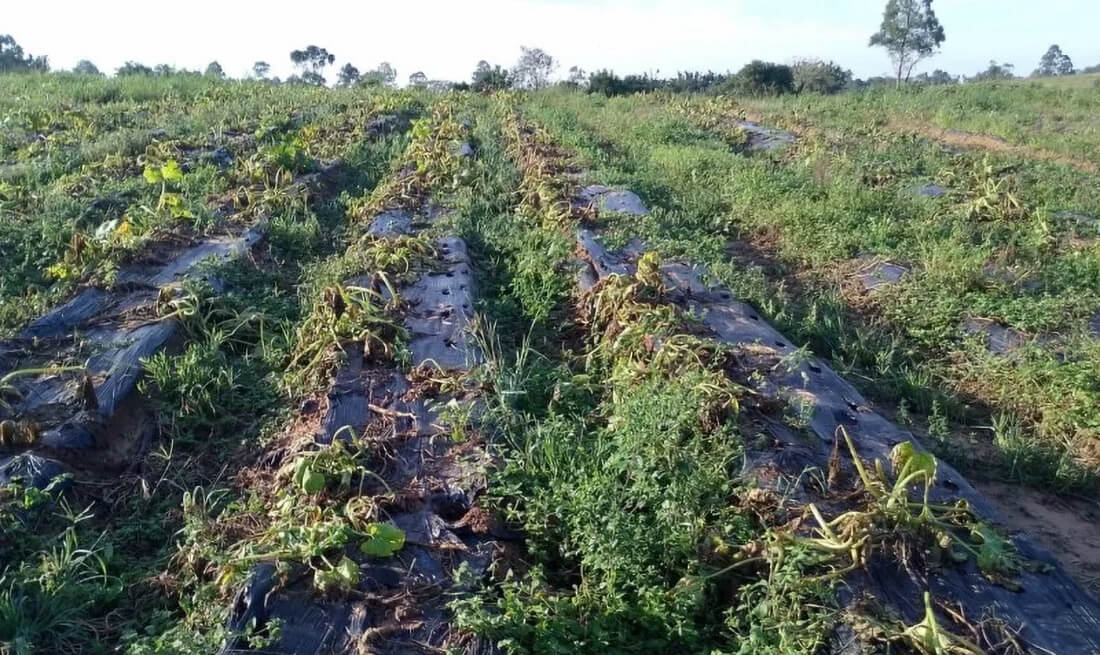Capa Produtores gaúchos que tiveram perdas por eventos climáticos podem renegociar operações de crédito rural