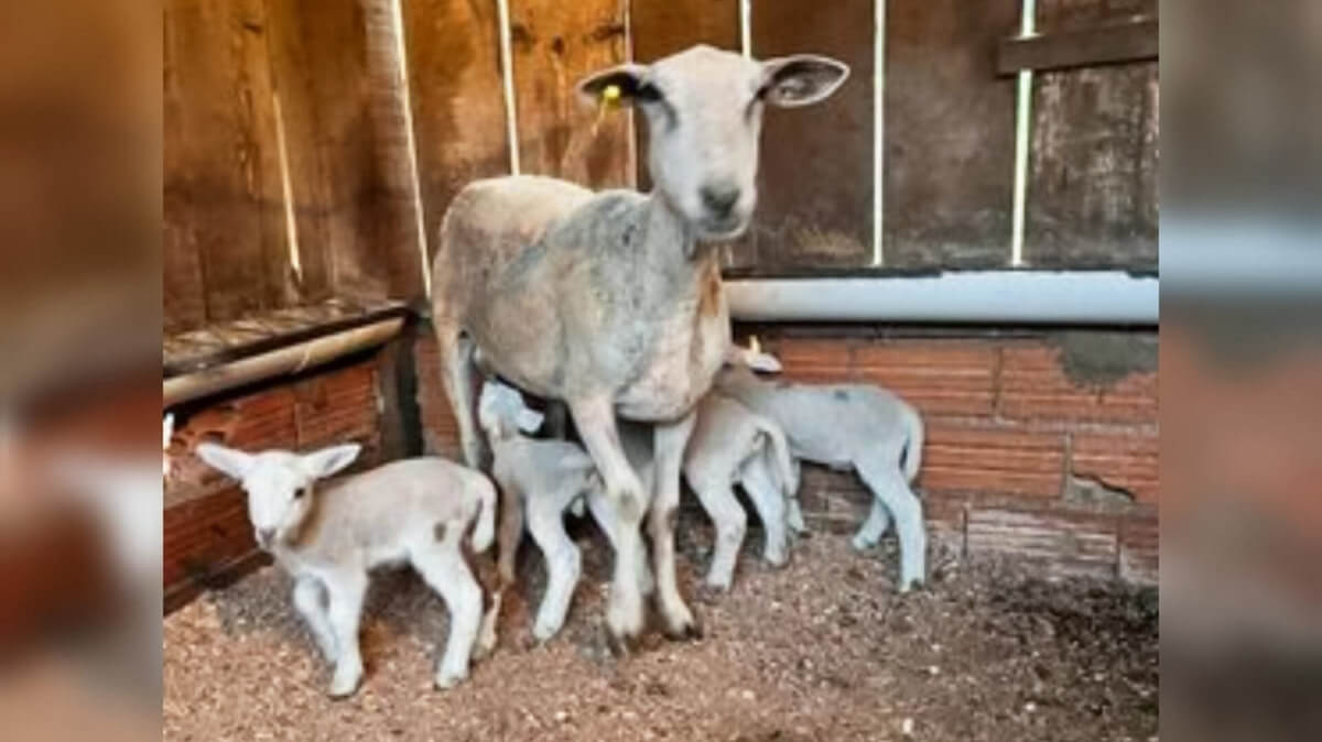 Capa Ovelha dá à luz a quadrigêmeos no norte do RS