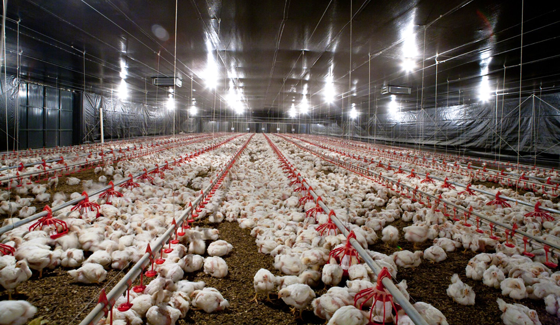 Capa Rússia restringe compra de aves apenas ao Rio Grande do Sul