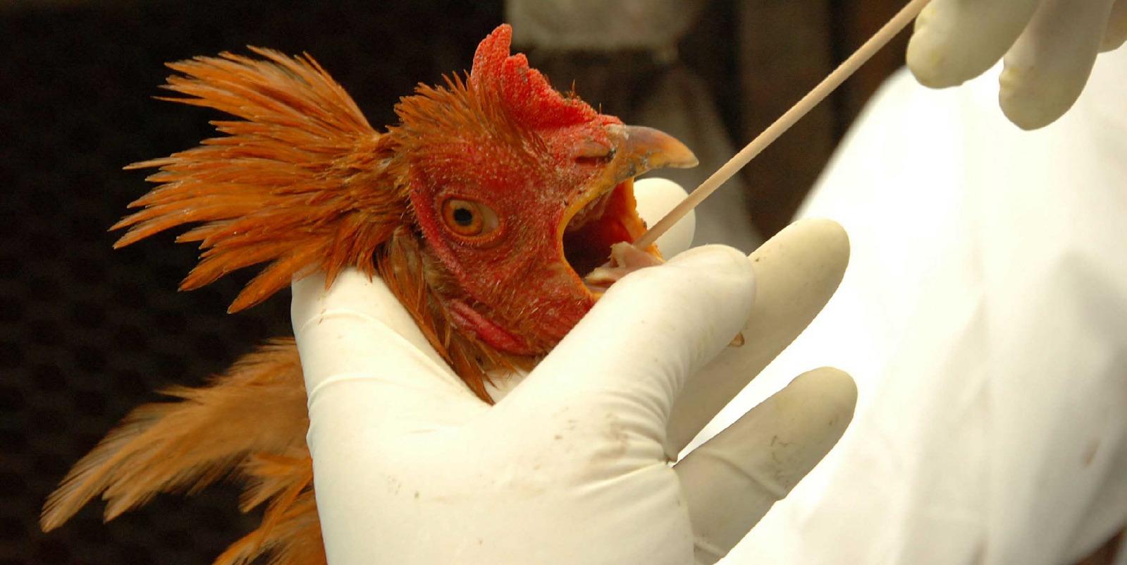 Capa Casos de gripe aviária são confirmados no Uruguai e Argentina