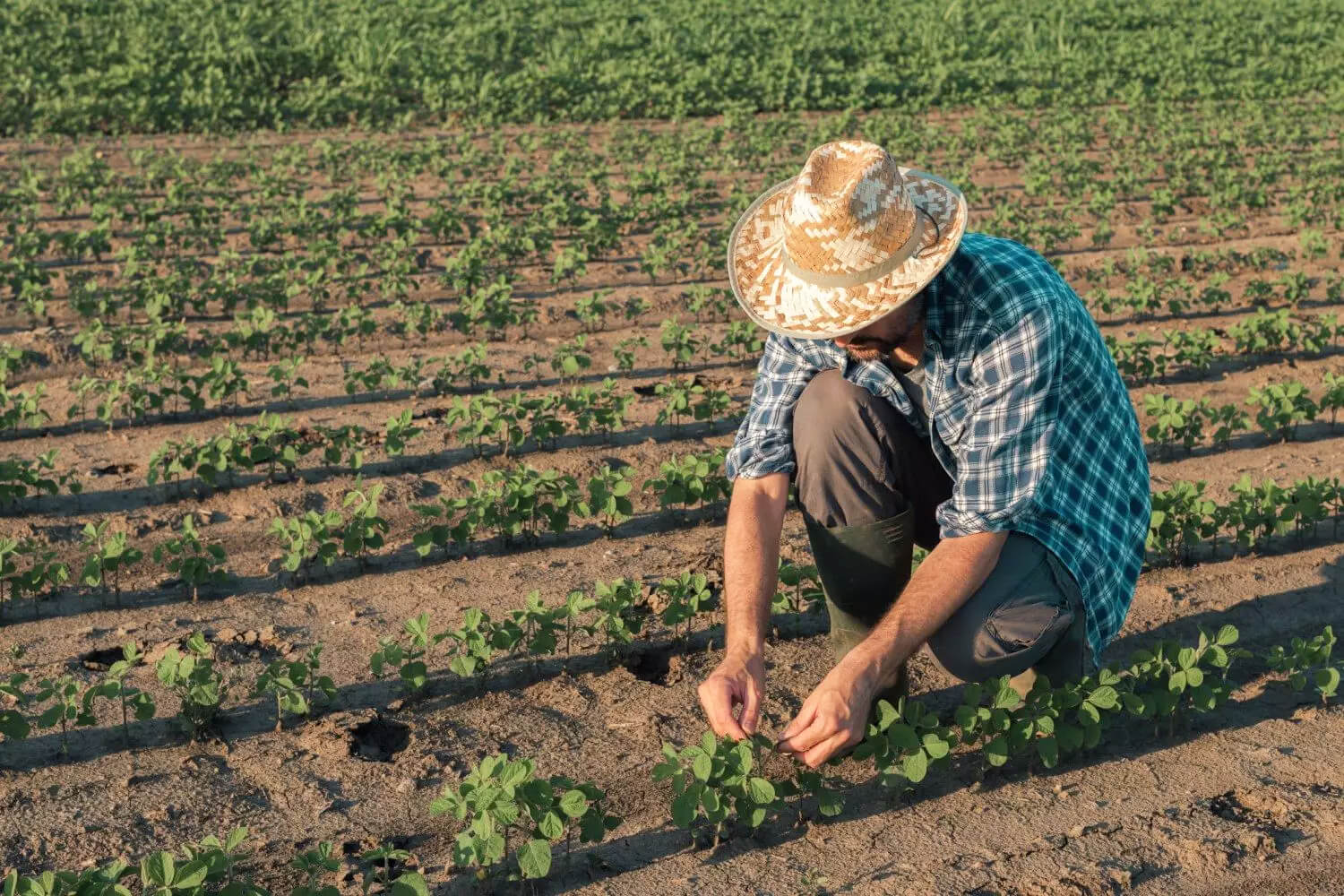 Capa Desenrola Rural ultrapassa meta e renegocia R$ 6,3 bilhões em dívidas