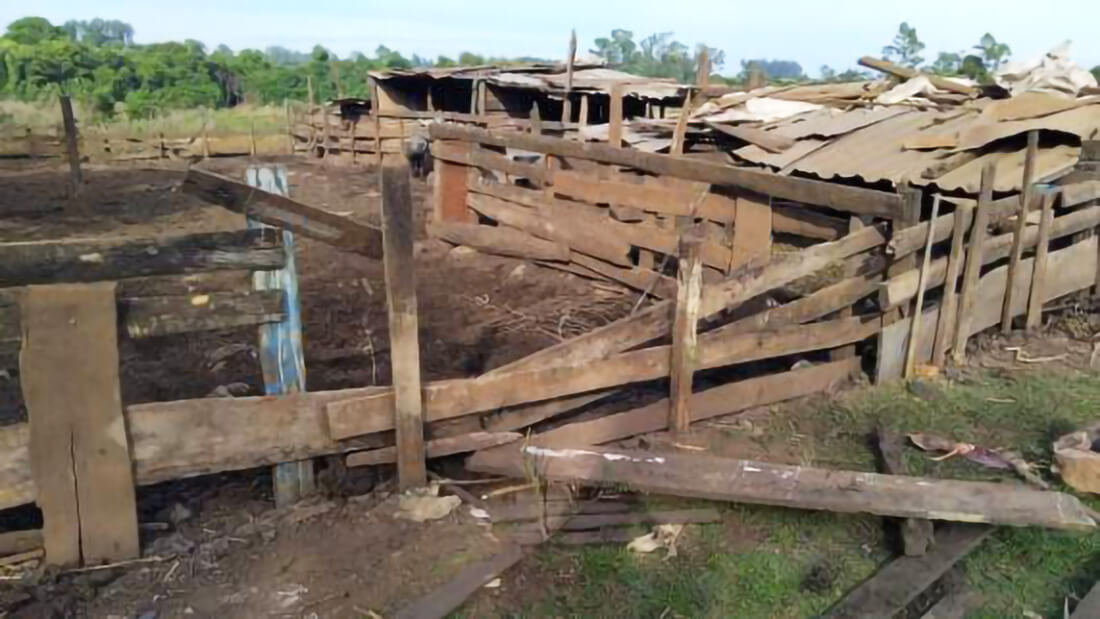 Capa Criminosos abatem porcos e furtam carne em propriedade rural de Três de Maio
