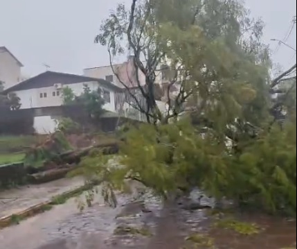 Capa Temporal causa destelhamentos e quedas de árvore em Frederico Westphalen