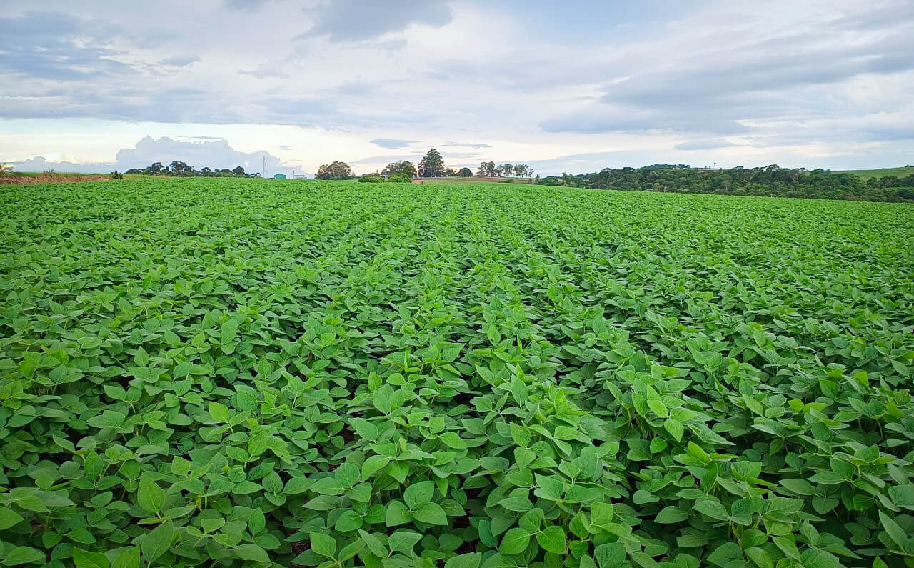 Capa Preços da soja preocupam cooperativas agropecuárias gaúchas