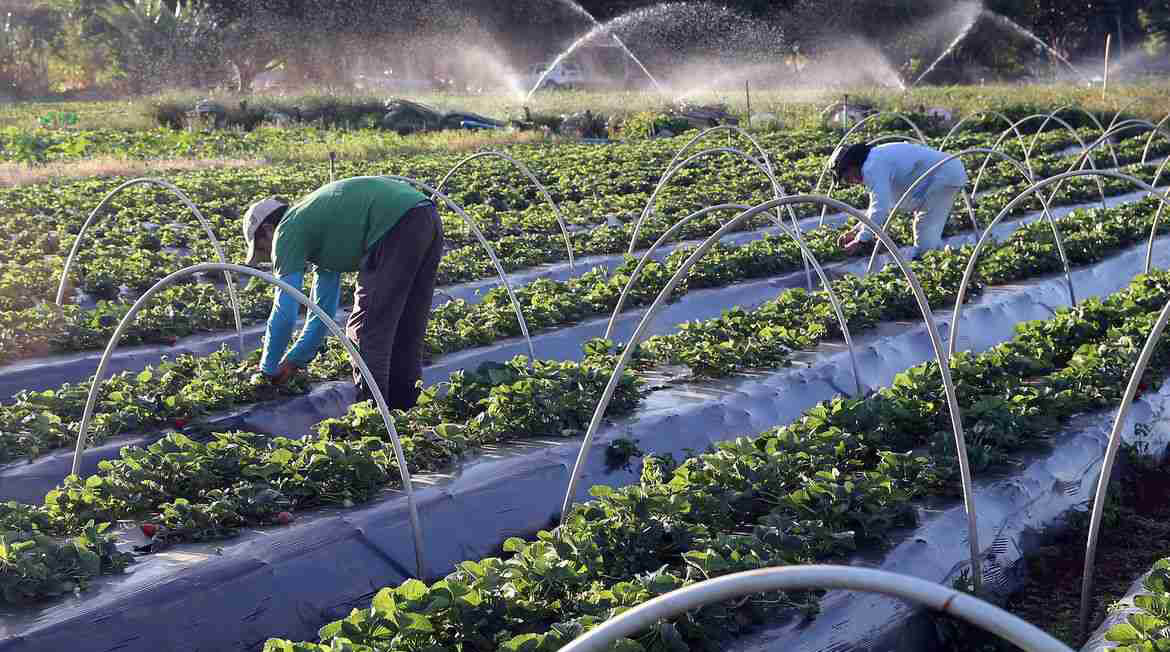 Capa Reunião da Frente da Agropecuária Gaúcha define socorro a agricultores familiares atingidos pelas enchentes