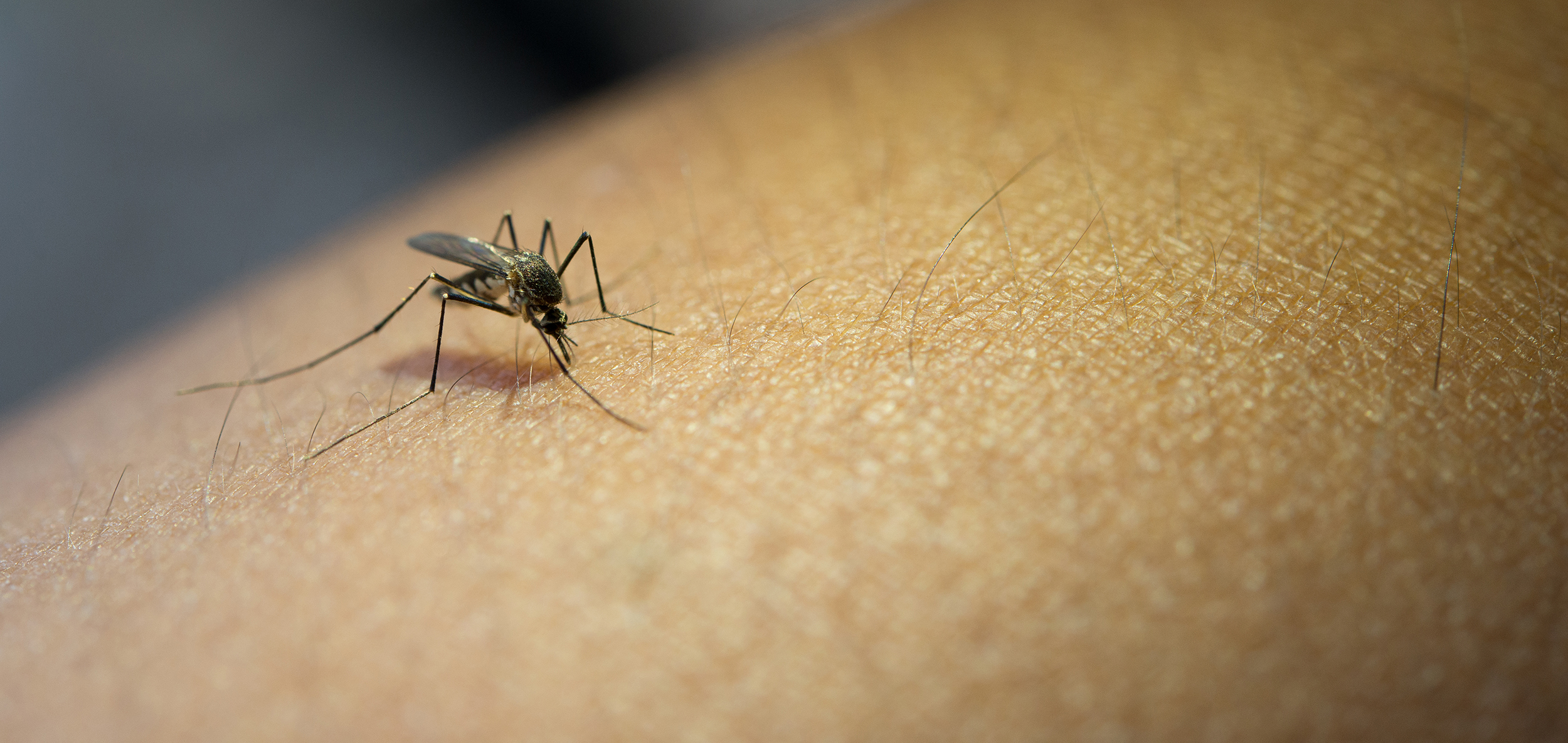 Capa Secretaria da Saúde lança estratégias de enfrentamento ao Aedes Aegypti