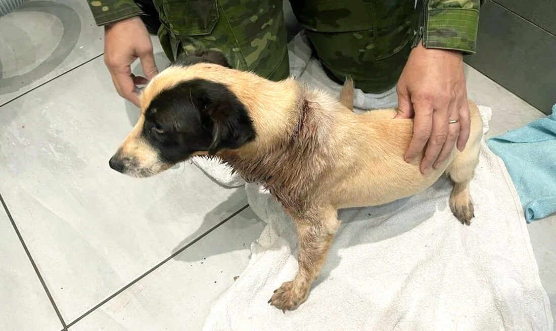 Capa 3º Batalhão Ambiental da Brigada Militar resgata cães vítimas de maus-tratos em Seberi