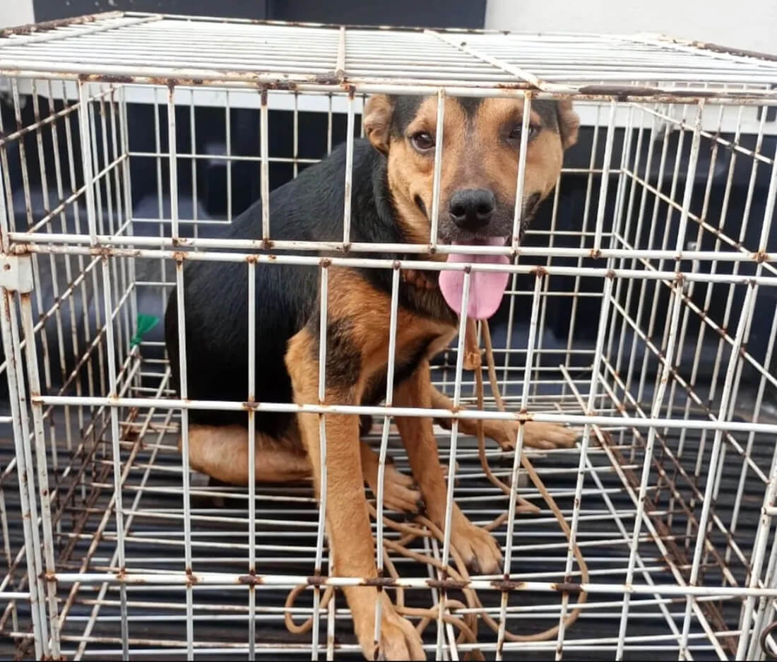 Capa Motorista é detido após arremessar cachorro de veículo em movimento