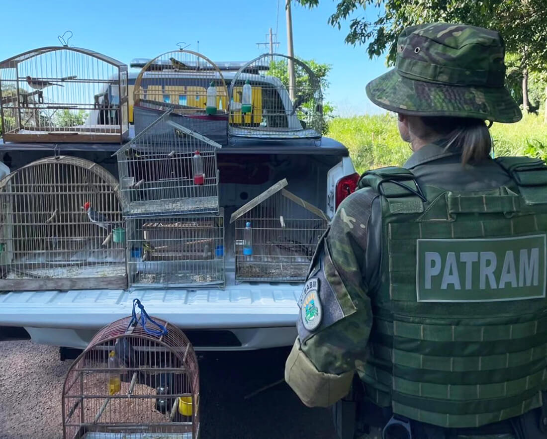 Capa Brigada Militar resgata 16 pássaros silvestres mantidos em cativeiro em Frederico Westphalen