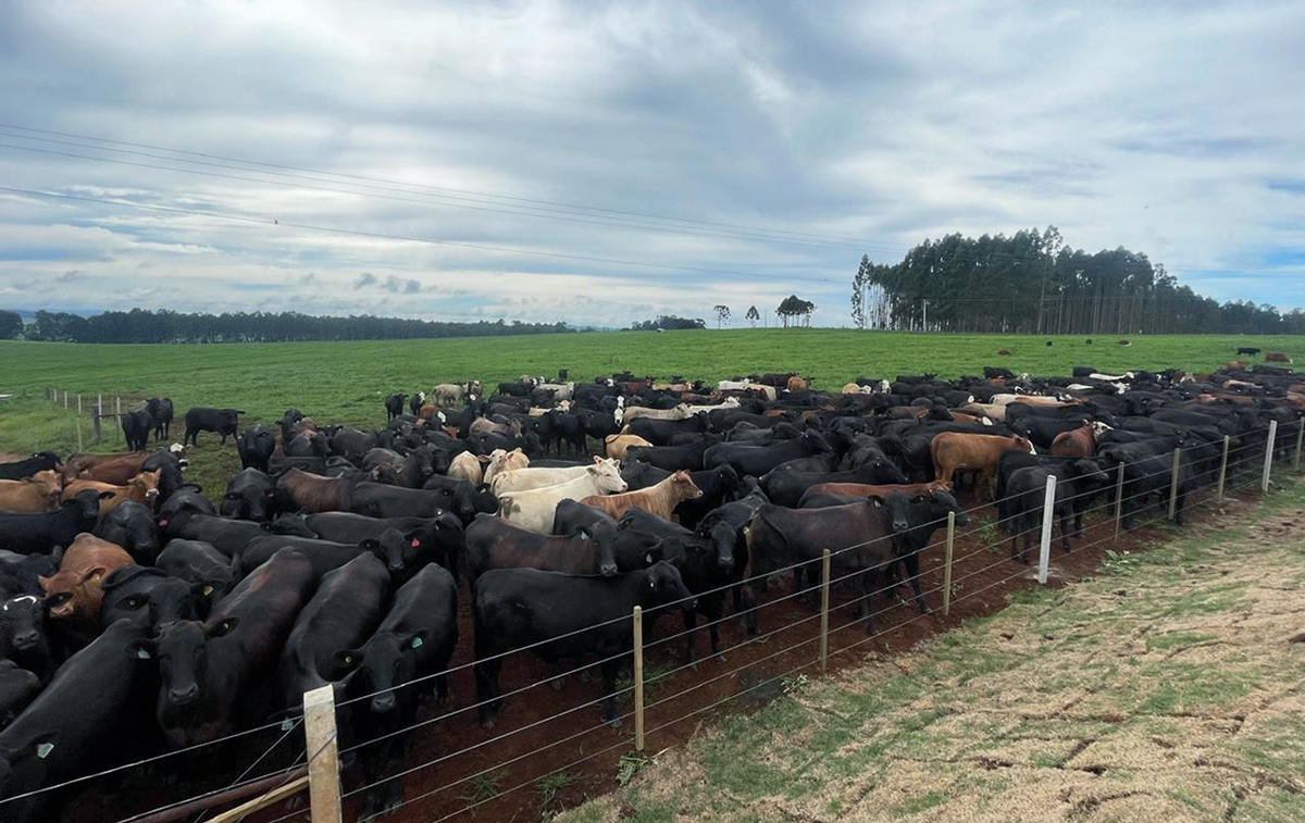 Capa Seca ou excesso de chuva: reserva de alimento vira seguro da pecuária