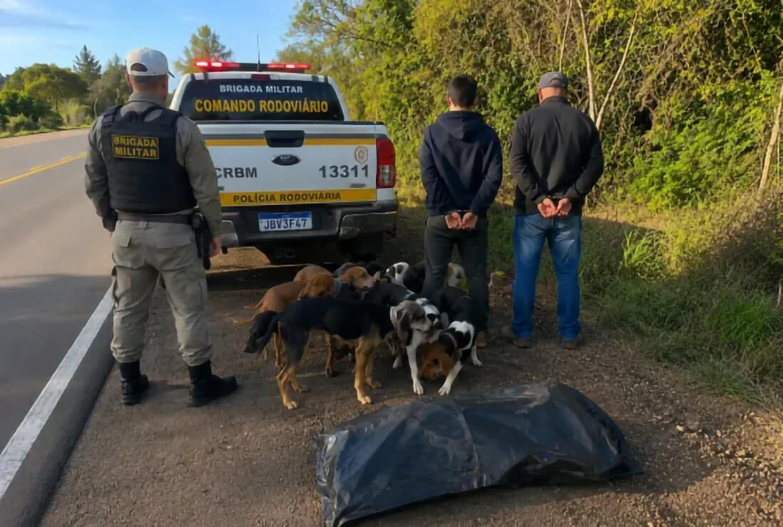 Capa Duas pessoas detidas por abate de animal silvestre em Cruz Alta