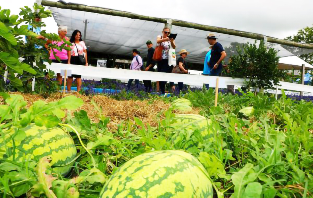 Capa A fruticultura como alternativa para garantia da segurança e soberania alimentar