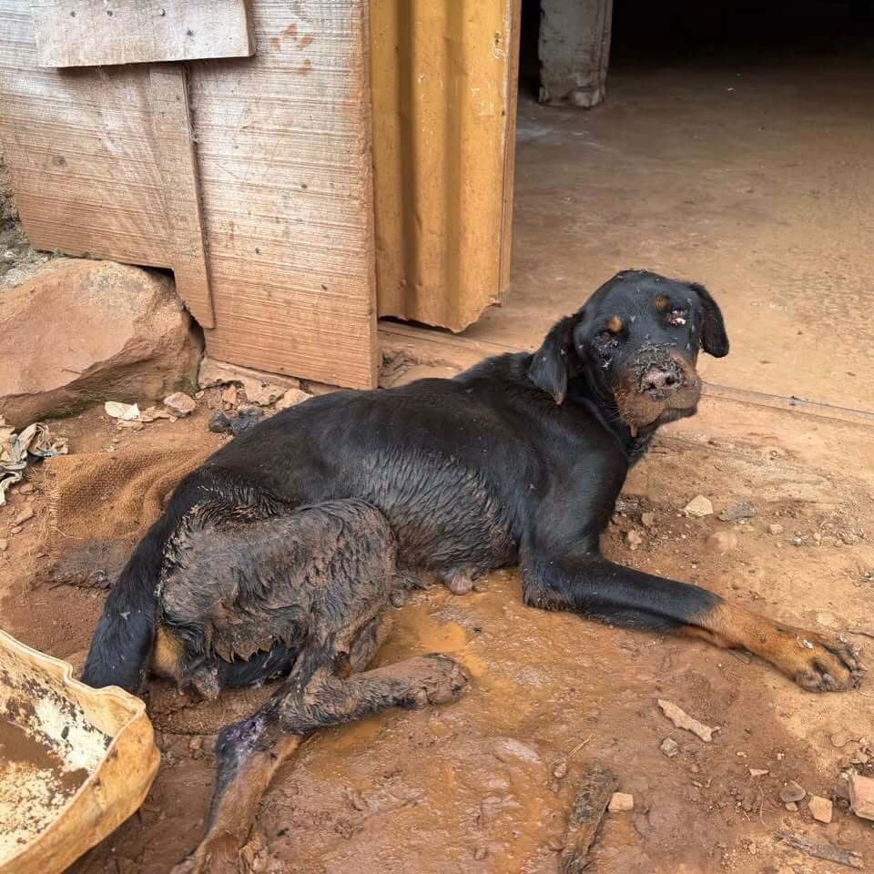 Capa Polícia resgata cão vítima de maus-tratos em Erval Seco