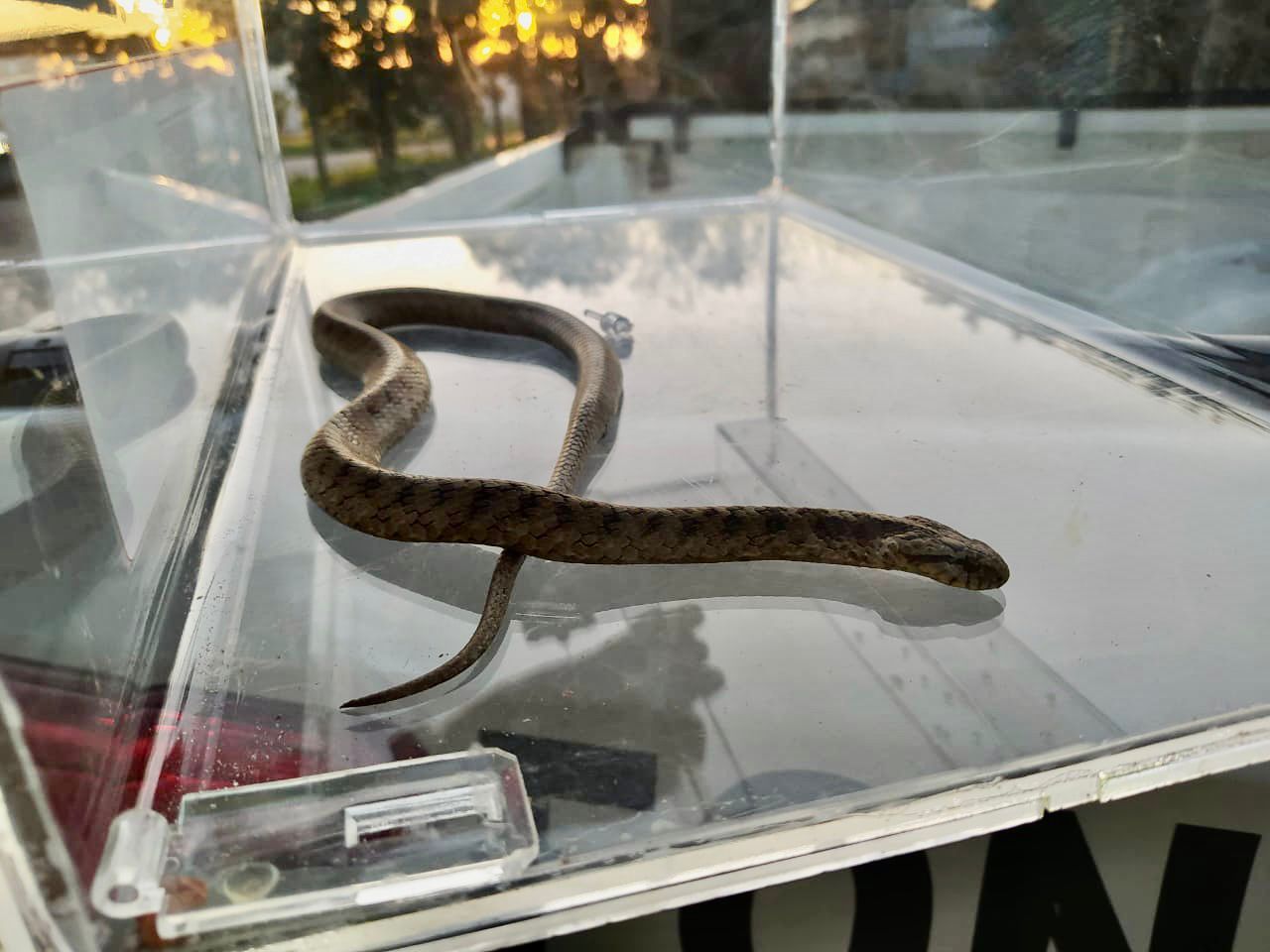 Capa Brigada Militar resgata Cobra-Espada em Passo Fundo