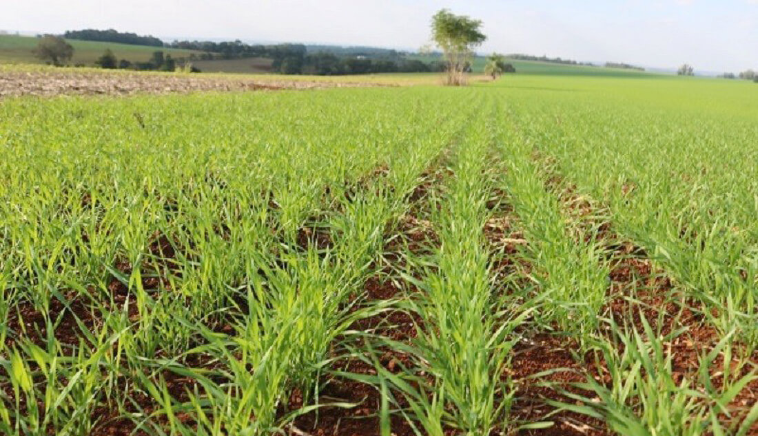 Capa Produtores de trigo enfrentam desafios climáticos e econômicos na região