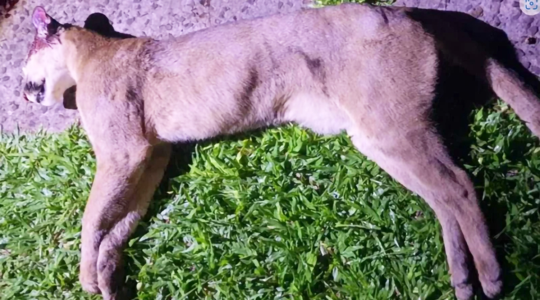 Capa Onça-parda morre atropelada na BR-285 em Ijuí