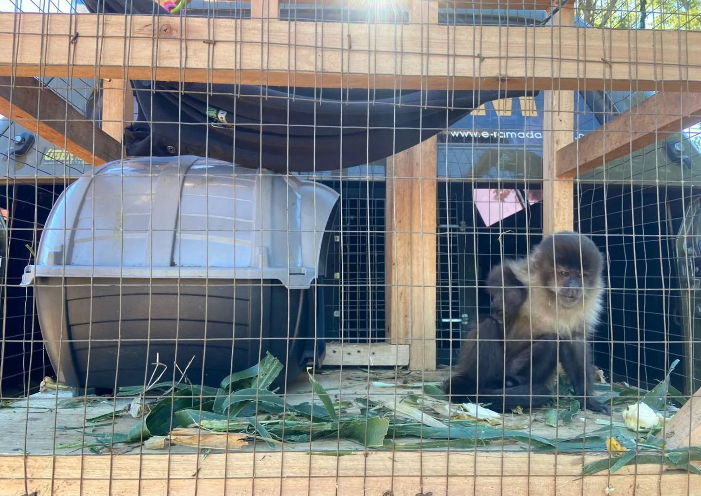 Capa Brigada Militar resgata macaco-prego mantido em cativeiro ilegal em Vista Alegre