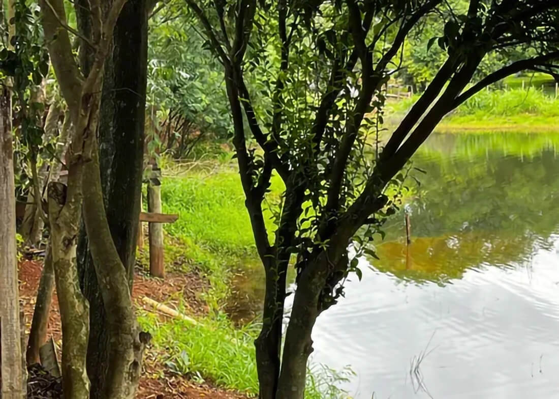 Capa Idosa é encontrada morta dentro de açude no interior de São Miguel do Oeste