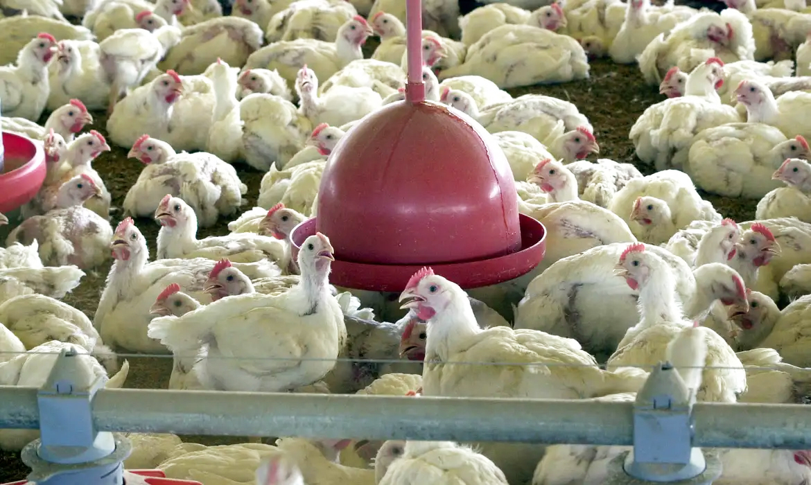Capa Quatro países retiram restrições à carne de frango do Brasil