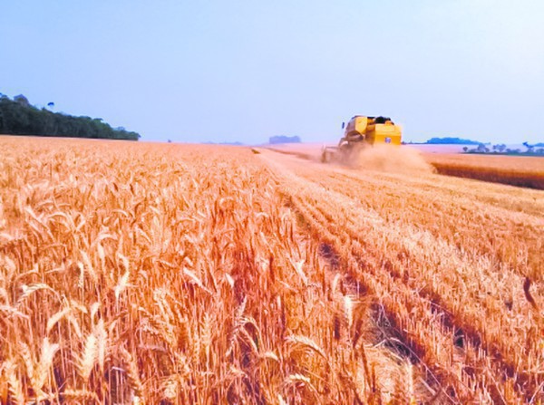 Capa Trigo: expectativa da maior produção da história do RS