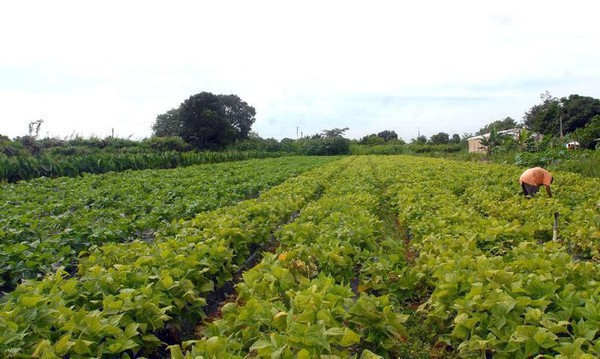 Capa Portaria cria novo documento para agricultor familiar acessar o Pronaf