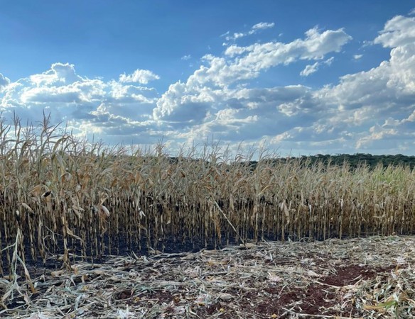 Capa Erval Seco: Plantação de milho é consumida pelas chamas no interior