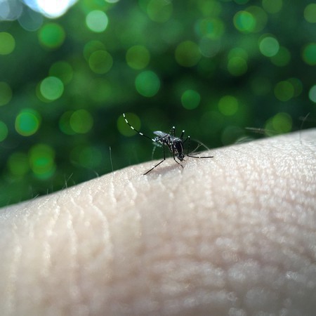 Capa Brasil ultrapassa 500 mortes por dengue em 2022