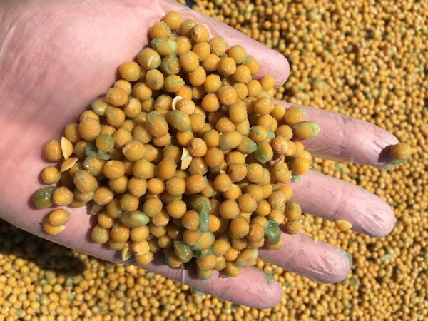 Capa Apreendida 42 toneladas de grãos de soja e milho com resíduos de agrotóxicos em Frederico Westphalen