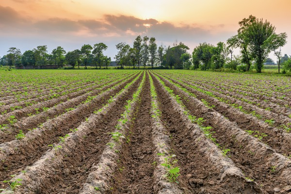 Capa Senado aprova MP que aumenta garantias para setor agro captar recursos
