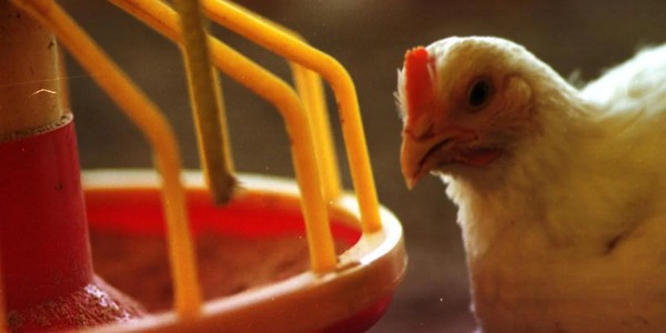 Capa Exportações de carne de frango crescem 8,8% em junho, diz ABPA