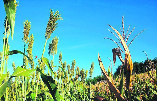Capa Troca-Troca: agricultores podem realizar pedido de sementes