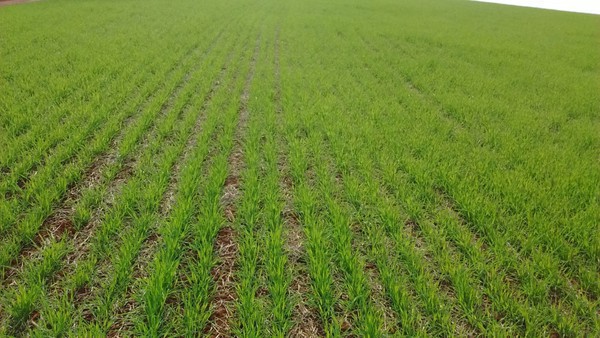Capa Plantio do trigo chega a 60% da área estimada