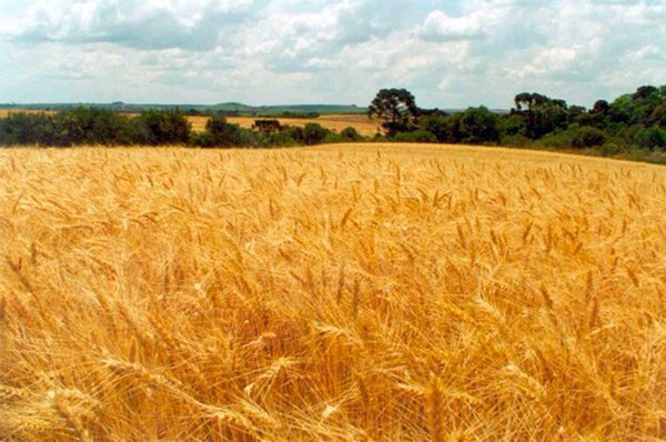 Capa Safra gaúcha de trigo deve chegar a 4,04 milhões de toneladas