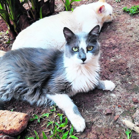 Capa Aumenta abandono de cães e gatos em FW