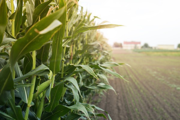 Capa Valor da Produção Agropecuária deve chegar a R$ 1,227 trilhão este ano