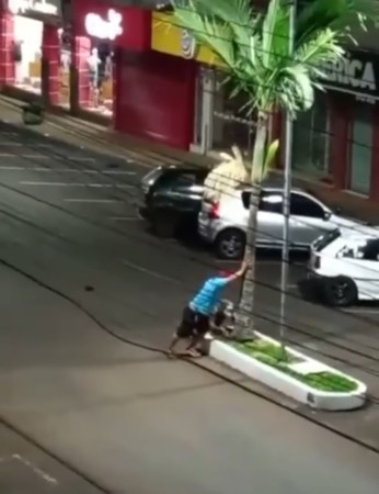 Capa Vídeo de retirada de coqueiro em FW viraliza