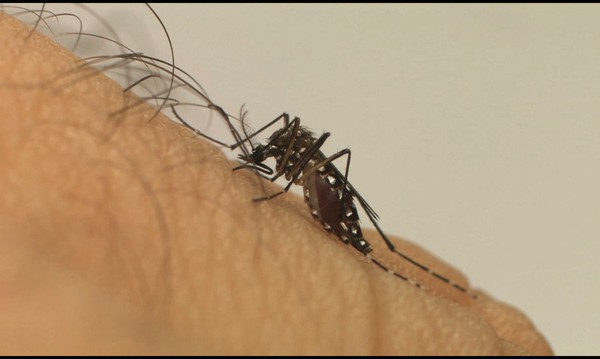 Capa Sobe para 60 o número de mortes por dengue no RS