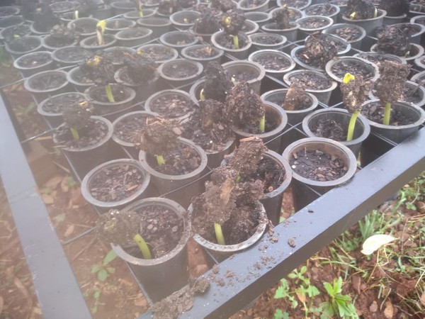 Capa Secretaria da Agricultura inicia projeto de mini viveiro