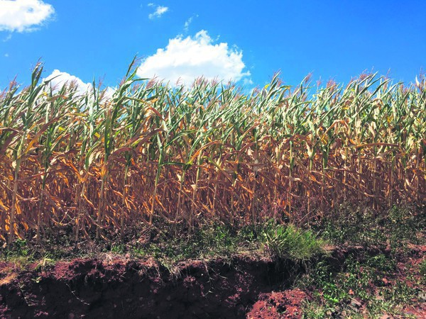 Capa Estado reconhece situação de emergência de Cristal do Sul