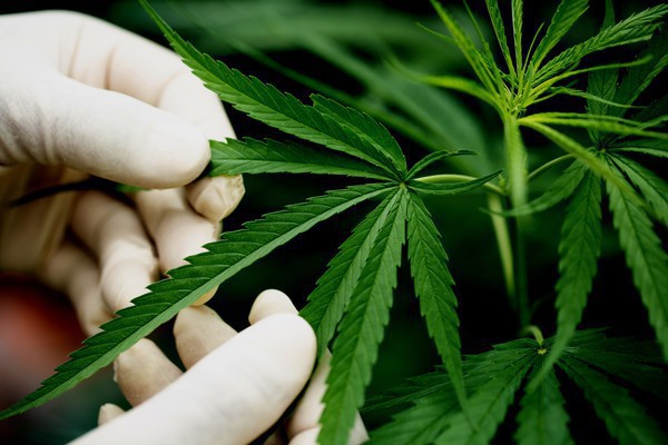 Capa STJ autoriza três pacientes a plantarem maconha medicinal