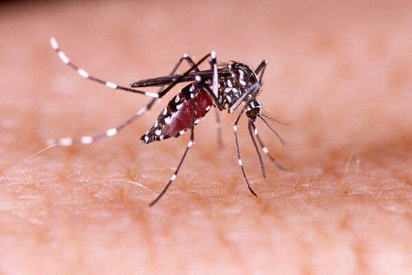 Capa RS chega a 35 mortos por dengue em 2022