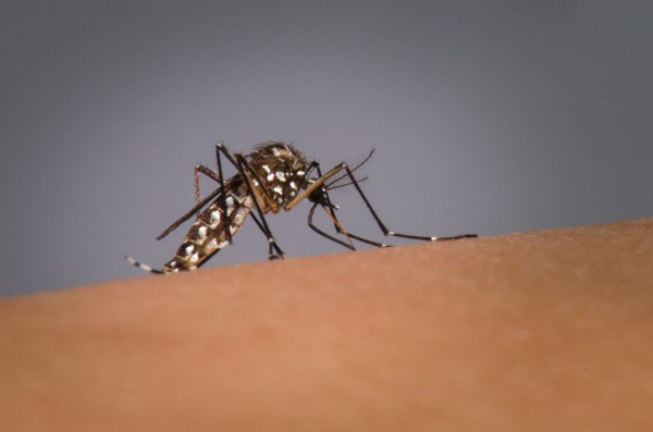 Capa Sobe para 28 o número de mortes por dengue no RS