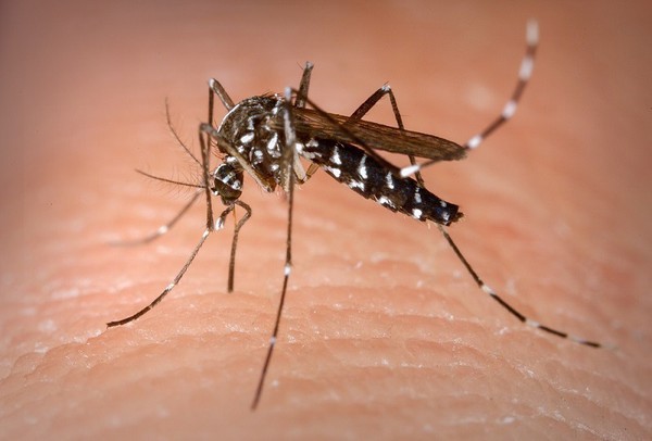 Capa FW: Secretarias se unem no combate à dengue