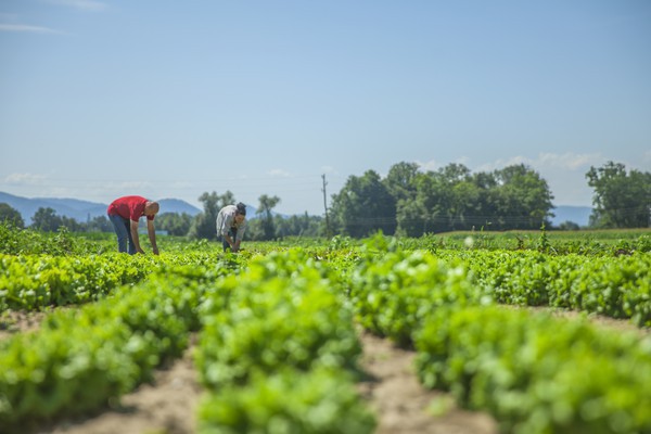 Capa Órgão federal deve destinar 30% da compra de alimentos a agricultores familiares