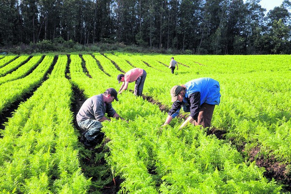 Capa Aprovada MP que libera R$ 1,2 bilhão para agricultores atingidos por seca