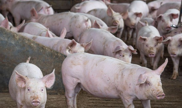 Capa Abate de suínos bate recorde no segundo trimestre, diz IBGE