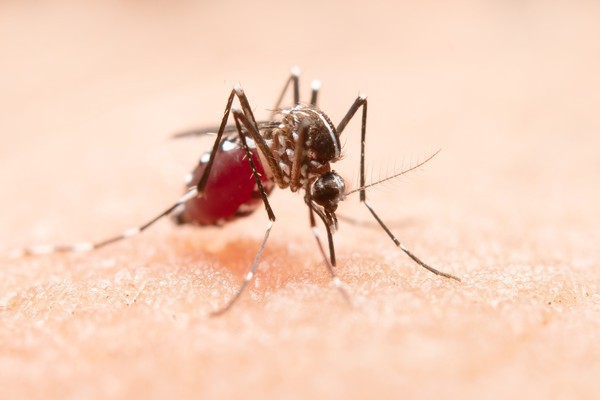 Capa Caem os casos de dengue no Brasil e aumentam os de chinkungunya